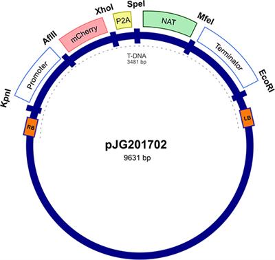 Expression of a Malassezia Codon Optimized mCherry Fluorescent Protein in a Bicistronic Vector